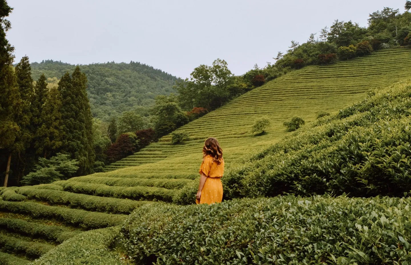 Fasting With Green Tea - Top 3 Ways To Lose Weight