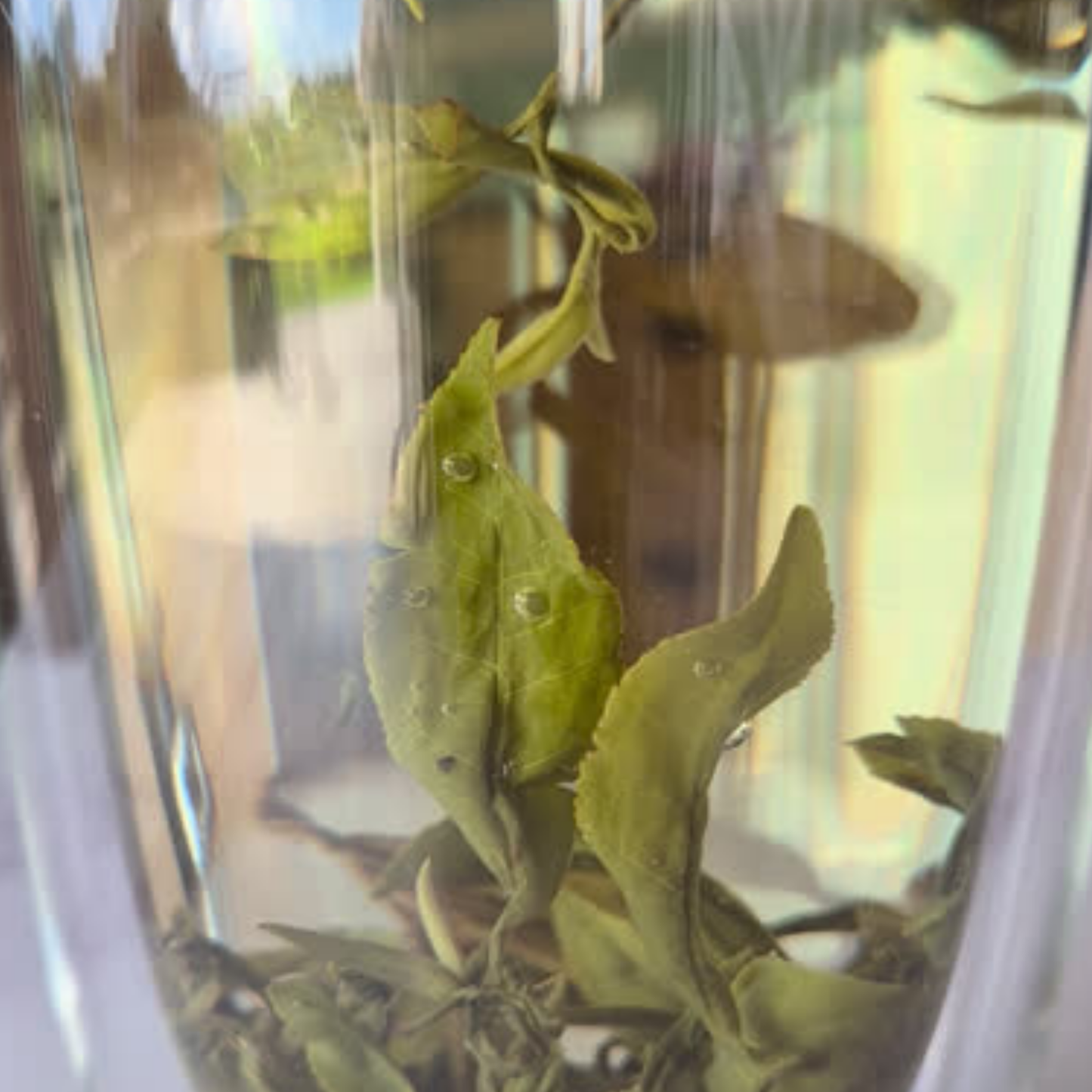 
                  
                    Elysian - Collagen Green Tea Cakes
                  
                